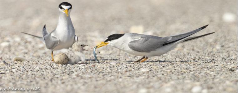 A least tern adult feeds its newly hatched chick