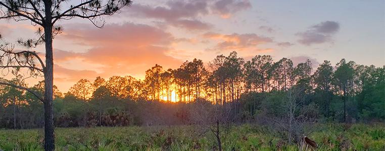 Prairie Creek Preserve Sunrise